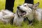 Two friendly husky dogs playing in green grass