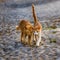 Two friendly kittens together on a cobblestone path, Greece