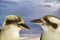 Two friendly kookaburra with sky background native to Australia