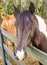 Two friendly and sad horses at a fence