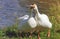 Two friendly white funny Goose standing next to the green banks