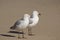 Two friendly white seagulls standing on a sandy beach .