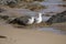 Two friendly white seagulls walking on a wet sandy beach .