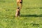 Two friends, a big and a small dog, walk together on a green meadow during an afternoon walk