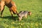 Two friends, a big and a small dog, walk together on a green meadow during an afternoon walk