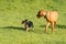 Two friends, a big and a small dog, walk together on a green meadow during an afternoon walk
