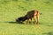 Two friends, a big and a small dog, walk together on a green meadow during an afternoon walk