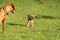 Two friends, a big and a small dog, walk together on a green meadow during an afternoon walk