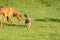 Two friends, a big and a small dog, walk together on a green meadow during an afternoon walk