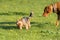 Two friends, a big and a small dog, walk together on a green meadow during an afternoon walk