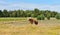 Two friends. Horse and pony in pasture