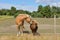 Two friends. Horse and pony in pasture