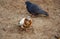 The two friends of the pigeon look around curiously as they walk through the park