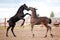 Two Friesian foals playing