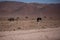 Two frightened thick ostriches running with high speed along the road in Namibia desert