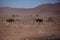 Two frightened thick ostriches running with high speed along the road in Namibia desert