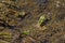 Two frogs sitting in the pond - Anura