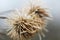 Two frozen thistle, winter background, macro photo