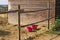 Two fuchsia buckets in the stable behind the wooden fence Umbria, Italy