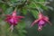 Two Fuchsia flower blossom