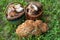 Two full baskets with edible mushrooms and cauliflower fungus