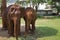 Two, Full Body Female Asian Elephants