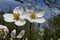 Two fully developed flowers of Snowdrop Anemone plant, also called Snowdrop Windflower,