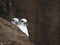 Two fulmars sitting on a rocky cliff