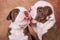 Two funny American Bullies puppies on brown background