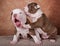 Two funny American Bullies puppies on brown background