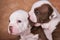 Two funny American Bullies puppies on brown background