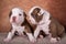 Two funny American Bullies puppies on brown background