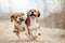 Two funny beagle dogs running