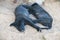 Two funny black puppies outdoor