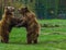 Two funny brown bears playing with each other, common animals in Eurasia