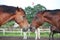 Two funny brown horses yawning