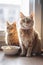 Two funny cats looking at the camera in home. Adorable pet. Waiting for the over. Cats food. Love for animals