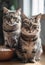 Two funny cats looking at the camera in home. Adorable pet. Waiting for the over. Cats food. Love for animals