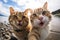 Two funny cats take a selfie on the beach. Humor. Created using artificial intelligence.