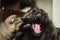 Two funny caucasian shepherd dogs gnaw each other