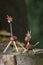 Two funny chestnut animals on tree stump, green background, traditional autumn handcraft, lion and giraffe