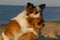 Two funny chihuahua little beautiful dogs hugging on sand sunset beach friendship concept