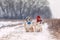 Two funny Corgi dog twin puppies sit in the Park in winter in knitted warm hats during snowfall