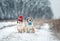 Two funny Corgi dogs in  knitted hats sit in a winter Park under the falling snow