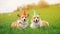 two funny Corgi dogs lie in the green grass in colored caps with soap bubbles on a Sunny clear day