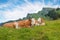 Two funny cows, at alpine meadow, Brauneck mountain. blue sky with cirrus clouds