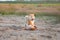 Two funny and crazy shiba inu fo plaing in the sand at sunset. Japanese red puppy and adult dog having fun together