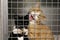 Two funny crying kittens behind the fence in a cage