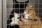Two funny crying kittens behind the fence in a cage