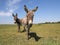 Two funny curious donkeys is staring in the meadow